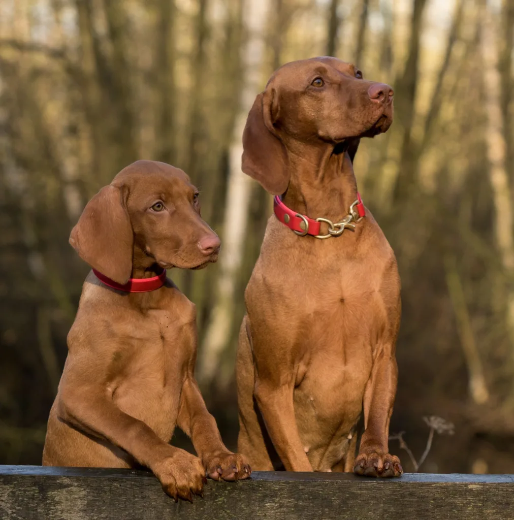 As a pet owner, you love your pets and consider them a part of your family, and you want to ensure they are well cared for even after you are no longer able to do so. This is where estate planning comes in. By including your pets in your estate plan, you can ensure their care and well-being even after you pass away.